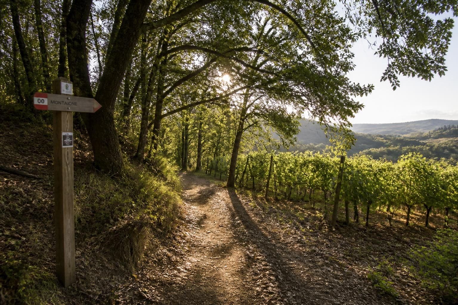 Wanderweg zwischen Zypressen, Weinreben und Olivenbäumen in den Hügeln der Toskana